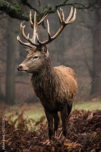 Red Deer