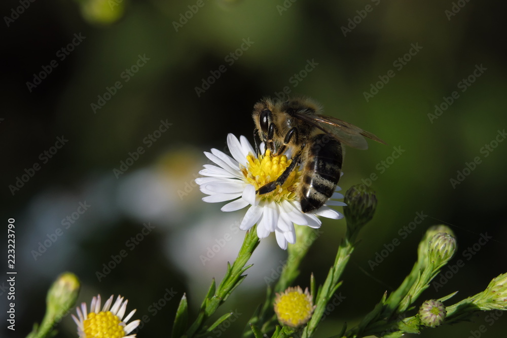 Biene auf Aster und dunkelgrüner Hintergrund - Stockfoto Biene auf Aster und dunkelgrüner Hintergrund - Stockfoto