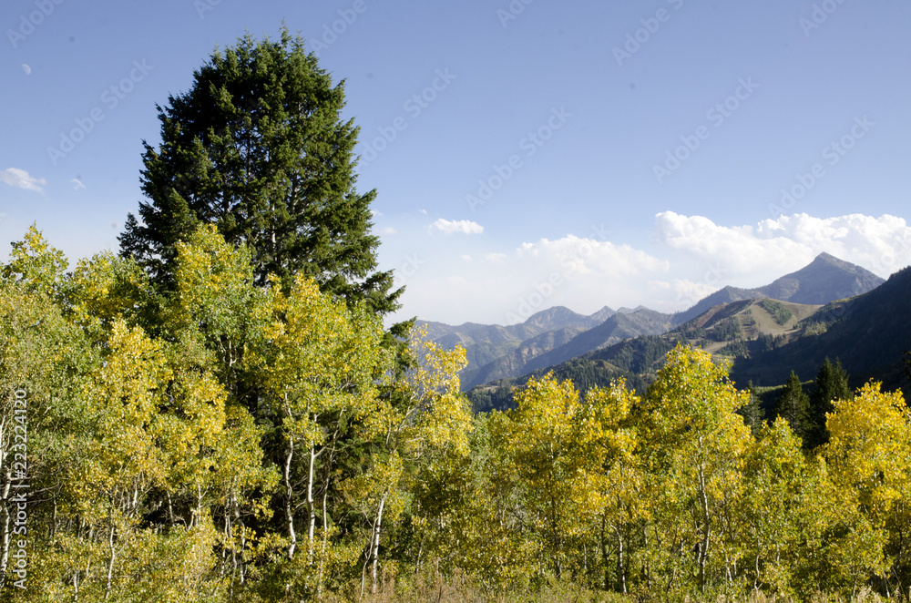 Fall,mountains,sky,leaves,pine trees,yellow,blue,green,clouds,view