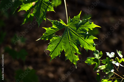 Ahornblatt grün
