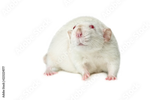 Red-eyed rat isolated on a white background.