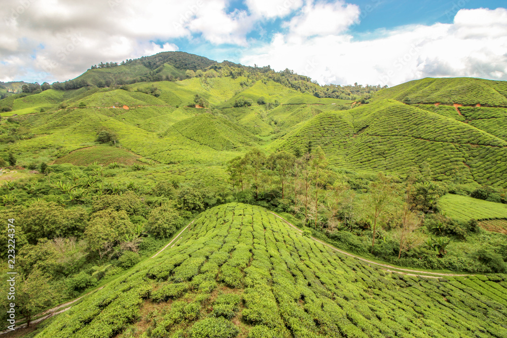 Malaysia Tea Plantation