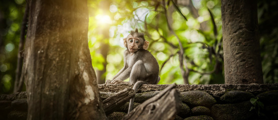 Fotobehang Aap Babymakaak in Sacred Monkey Forest  © guruXOX