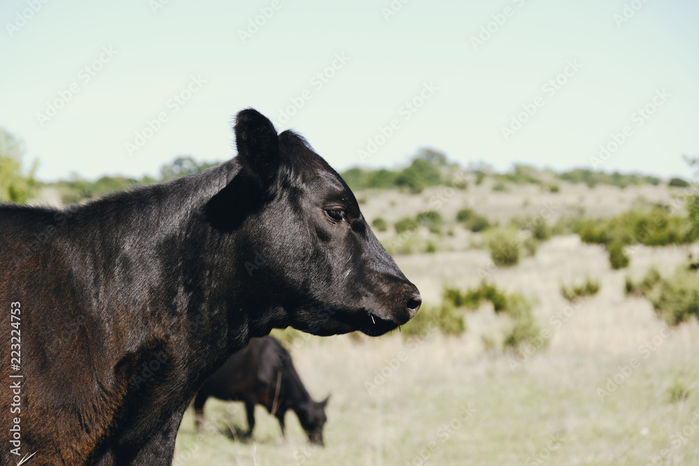Fototapeta premium Black angus calf on Texas farm with scenic rural landscape as backdrop.