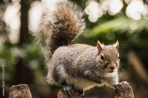Grey Squirrel © Karoly
