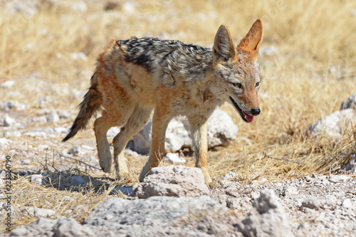 Schabrackenschakal (Canis mesomelas) im Etosha Nationalpark in Namibia photo