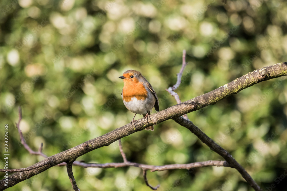 Robin Robin