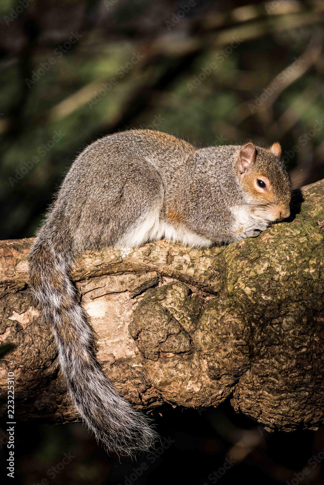Grey Squirrel Grey Squirrel