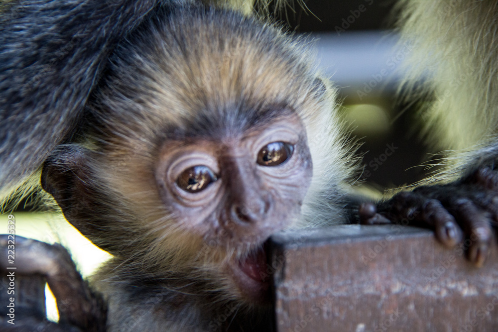 monkey of south east Asia and India monkey of south east Asia and India
