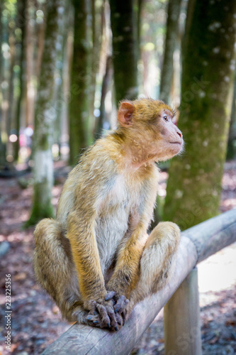 Nahaufnahme eines Affen © Steffen