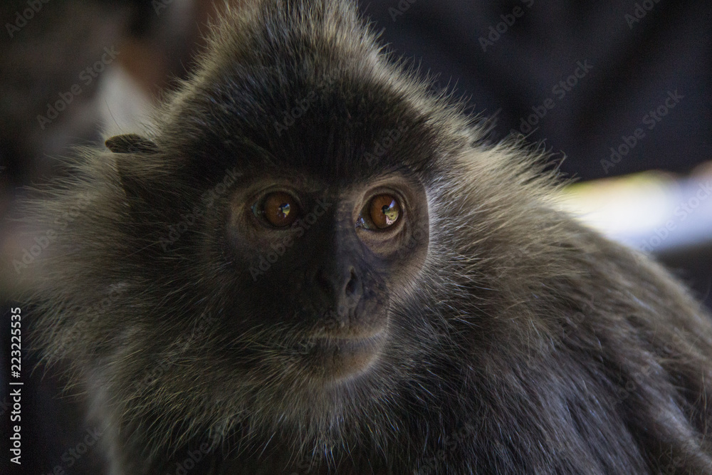 monkey life monkey life