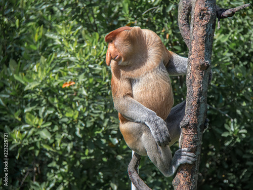 Photography Probiscus Monkeys of Borneo