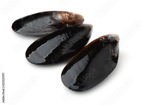 Three black whole shell mussels