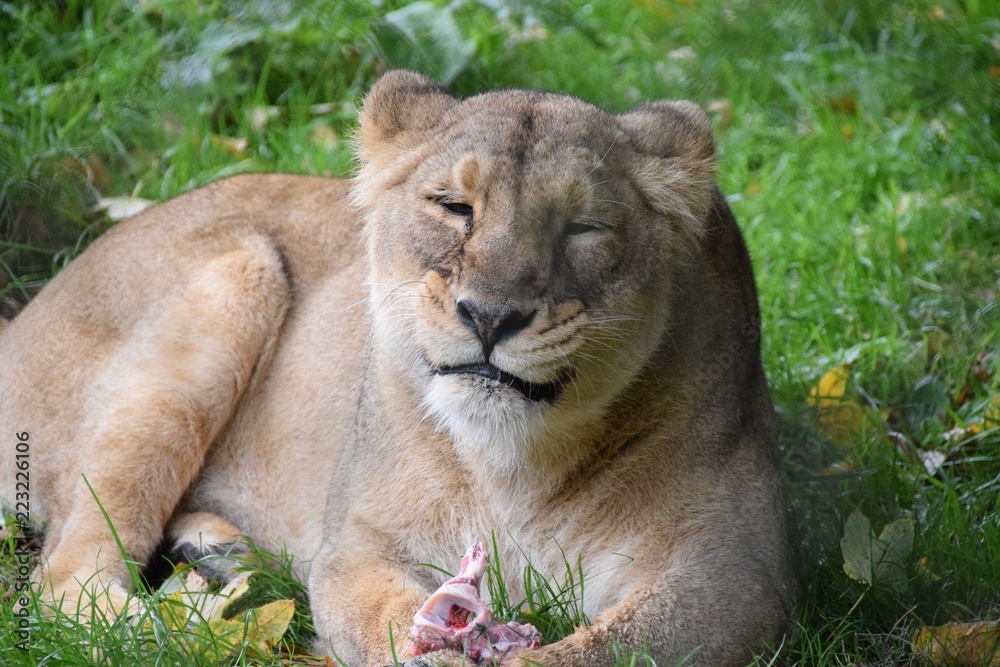 Obraz premium Lioness