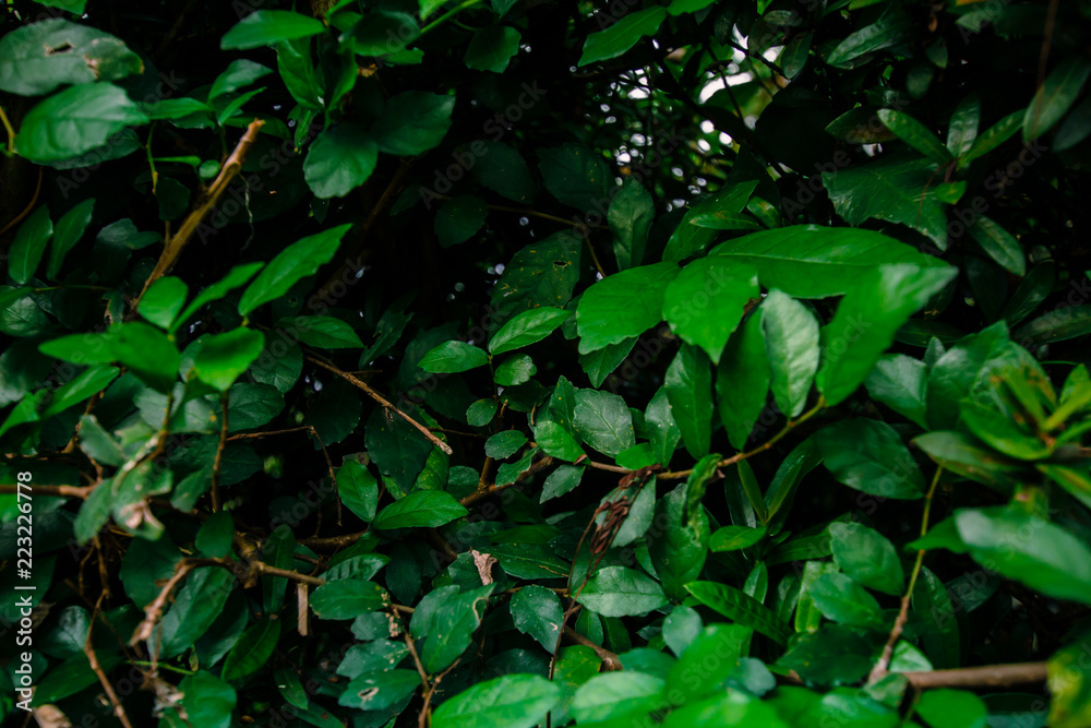 Creative layout made of green leaves. Flat lay. Nature background at phuket thailand Creative layout made of green leaves. Flat lay. Nature background at phuket thailand