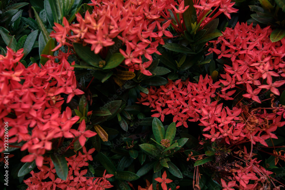 Red flower Nature background at phuket Thailand Red flower Nature background at phuket Thailand