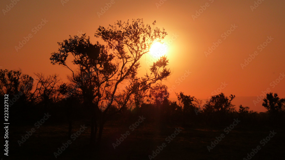 Kruger park sunset