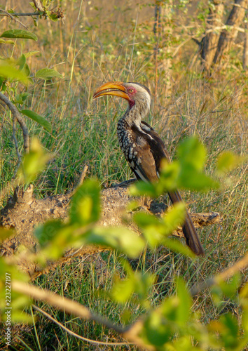 Bird of Kurger Park photo