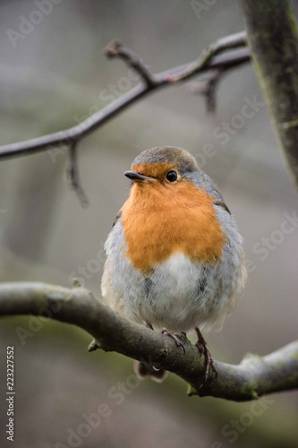 Robin © Karoly