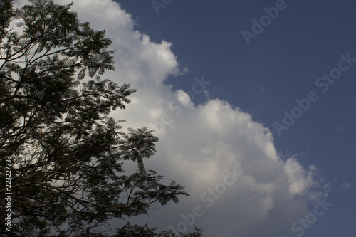 tree in the sky