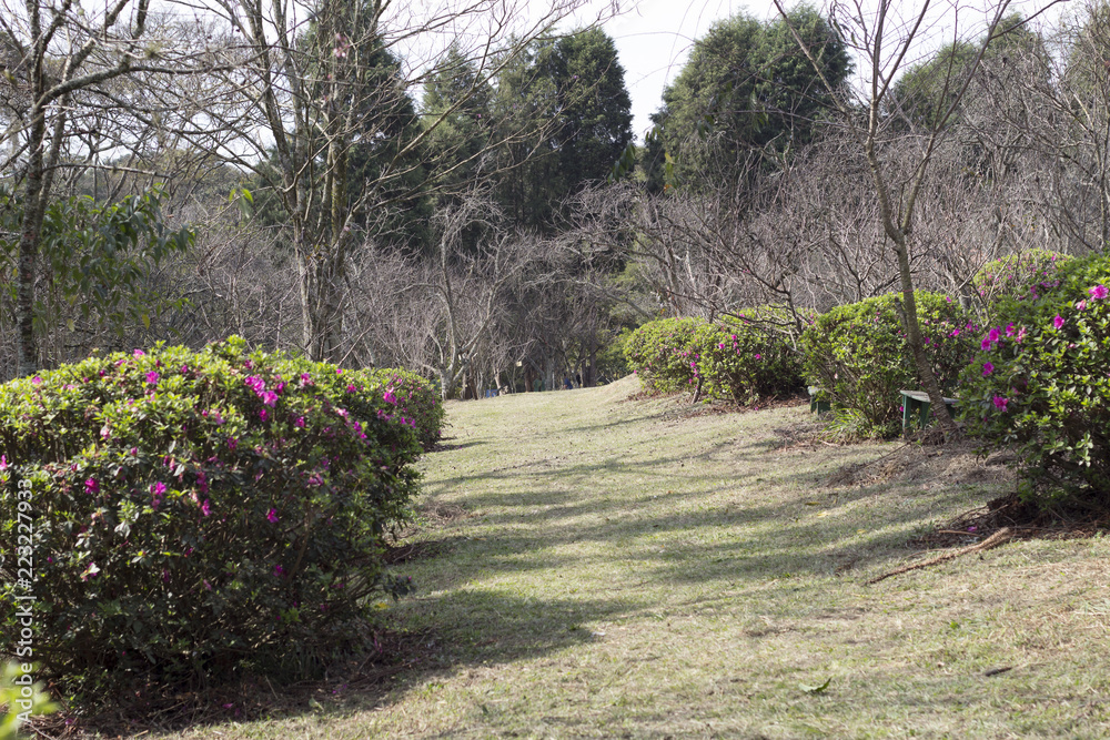 Obraz premium path in garden