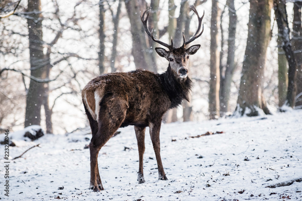 Fototapeta premium Red Deer