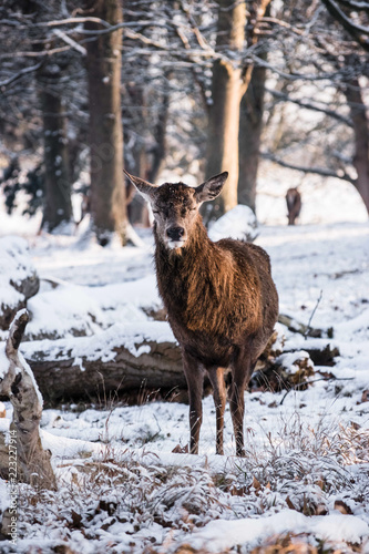 Red Deer