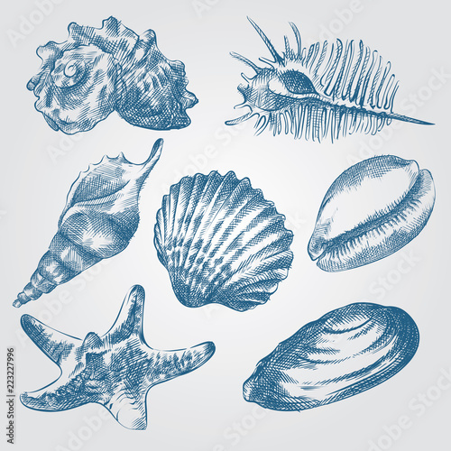 Set of Hand drawn Sea Shells sketch isolated on white background. Collection of realistic various mollusk sea shells different forms  sketch elements vector illustration