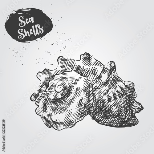 Hand drawn Sea Shell sketch isolated on white background. Realistic sketch of sea shell vector illustration