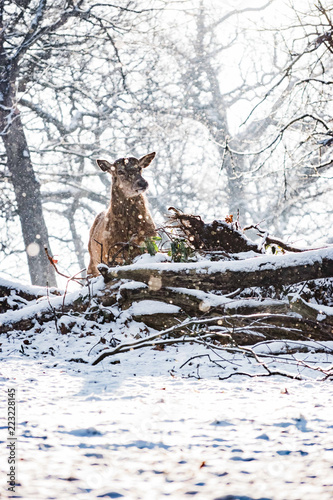 Red Deer