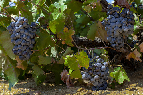 Black wine grapes on vine at vinery in Tenedos (Bozcaada) Island by Aegean Sea
