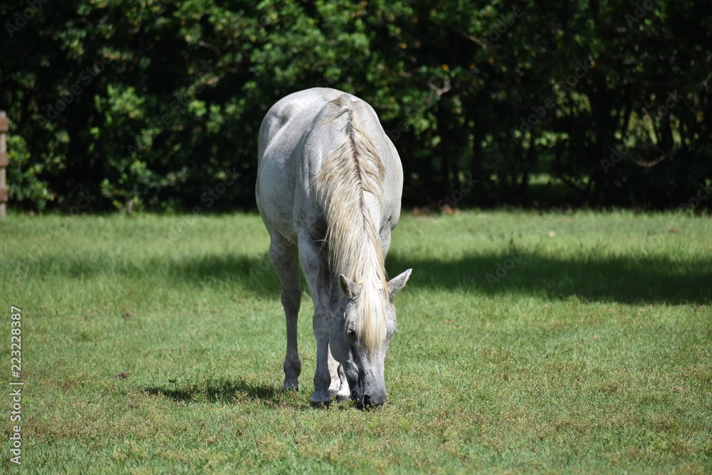 Obraz premium Dapple gray Appaloosa mare grazing