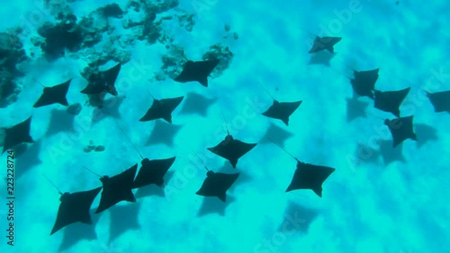 Wallpaper Mural A Tahitian eagle stingray swims in shallow water in a beautiful lagoon off Bora Bora island in French Polynesia, South Pacific Ocean (view from action camera)
 Torontodigital.ca