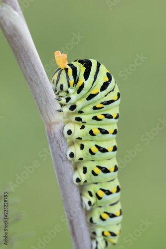 Black Swallowtail Caterpillar with Osmeteria (Stinkhorns) displayed 