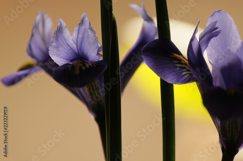 Fototapeta Naklejka Na Ścianę i Meble -  Iris