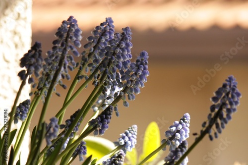 Muscari photo