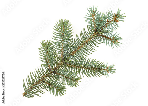 Fir tree branch isolated on white background. Pine branch. Christmas.