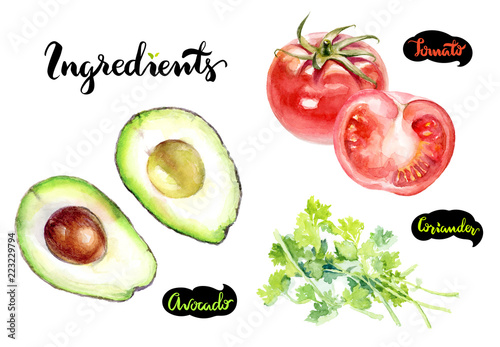Avocado tomato coriander watercolor hand drawn illustration set