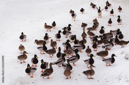 flock of ducks walking through the snow