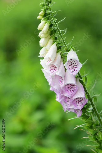 Close up of a foxglove (digitalis) in bloom photo