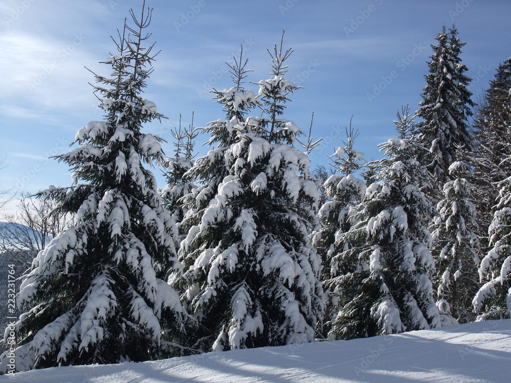 Obraz premium trees in the snow