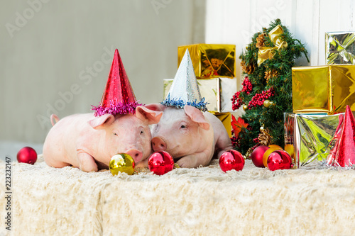pig piglet little white background wicker cute breed new year happy grass two holiday caps red birthday party
