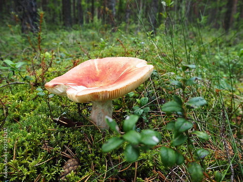 Russula mushroom (Russula aeruginea) is growing in the autumn forest photo