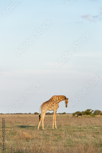 Giraffe in African Savannah