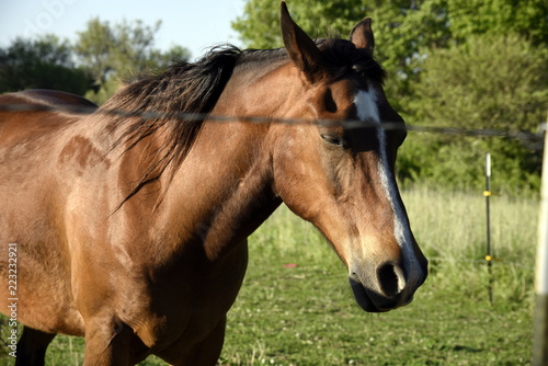 A brown horse in its pasture on a sunny day