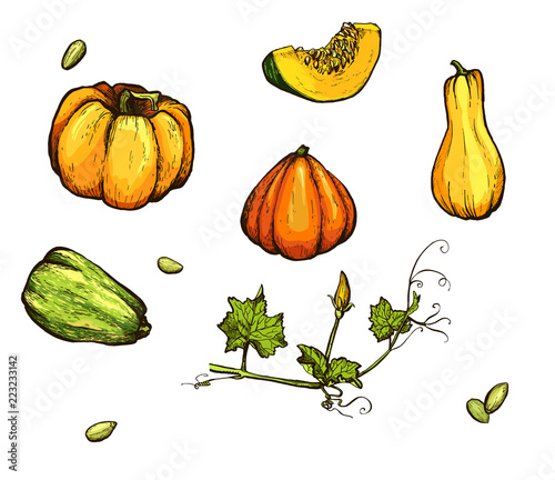 Colorful pumpkin vector drawing set. Farm market product.