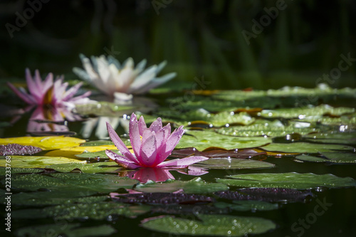 Fototapeta Naklejka Na Ścianę i Meble -  Three beautiful water lilies Marliacea Rosea in the morning sun. The pink nymphaea is centered in focus, the other are in background soft focus. Flowers and  leaves in the dew. Place for your text.