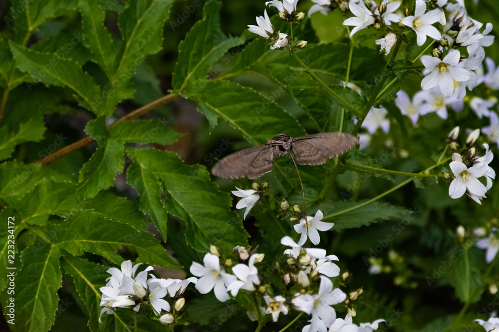 Hawk moth collects pollen from white flower Hawk moth collects pollen from white flower