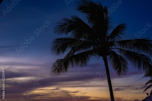 Silhouette of palm trees © Overburn