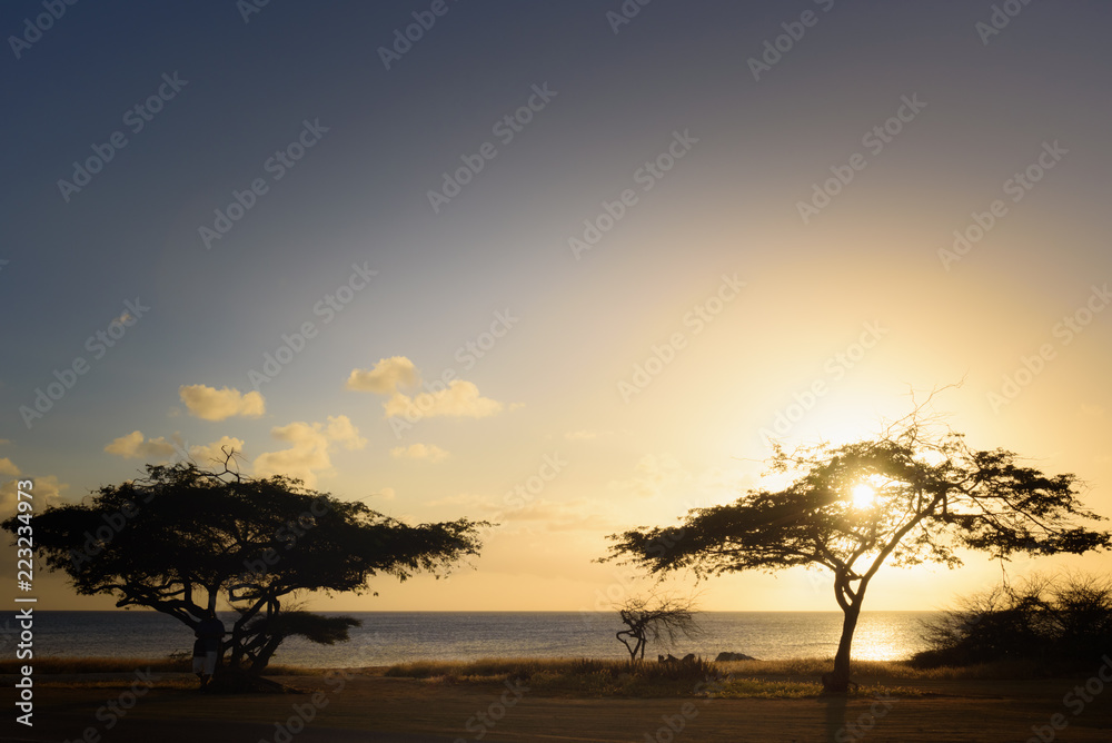 Silhouette of a Divi tree at sunset